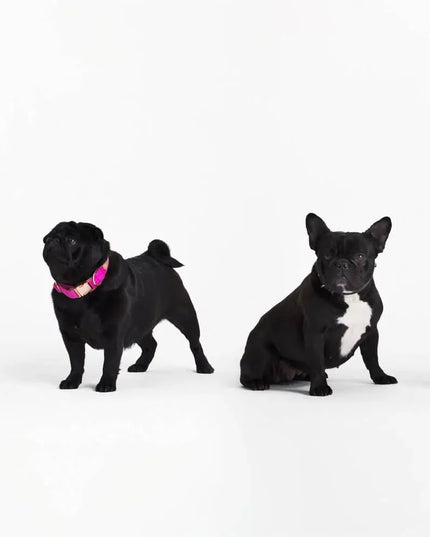 Tiny Little Dogs Socks