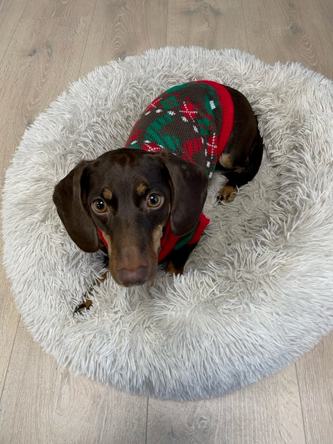 Brown Dog Christmas Sweater